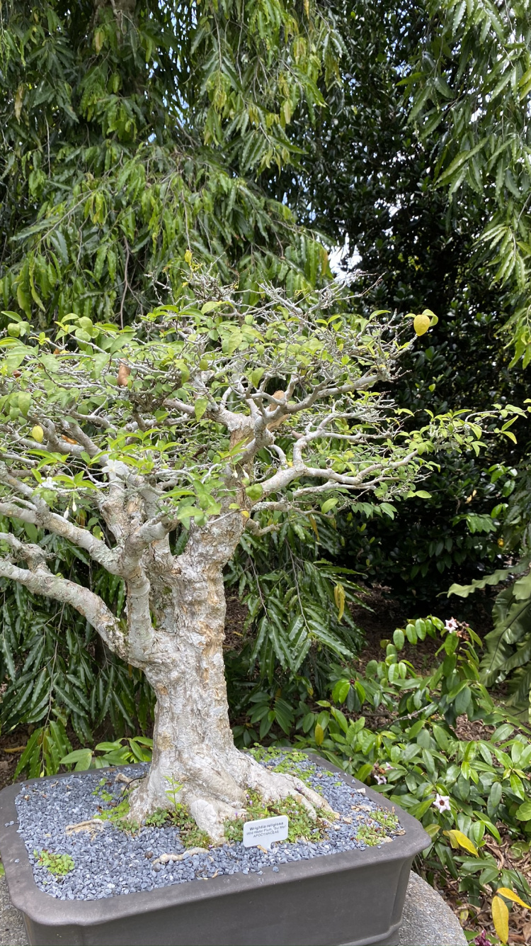 Обои дерево, бонсай, ботаники, сад, наземное растение в разрешении 750x1334