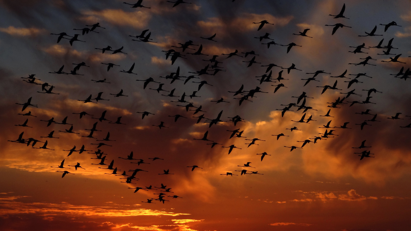 Обои миграция птиц, птица, миграция животных, облако, утро в разрешении 1366x768
