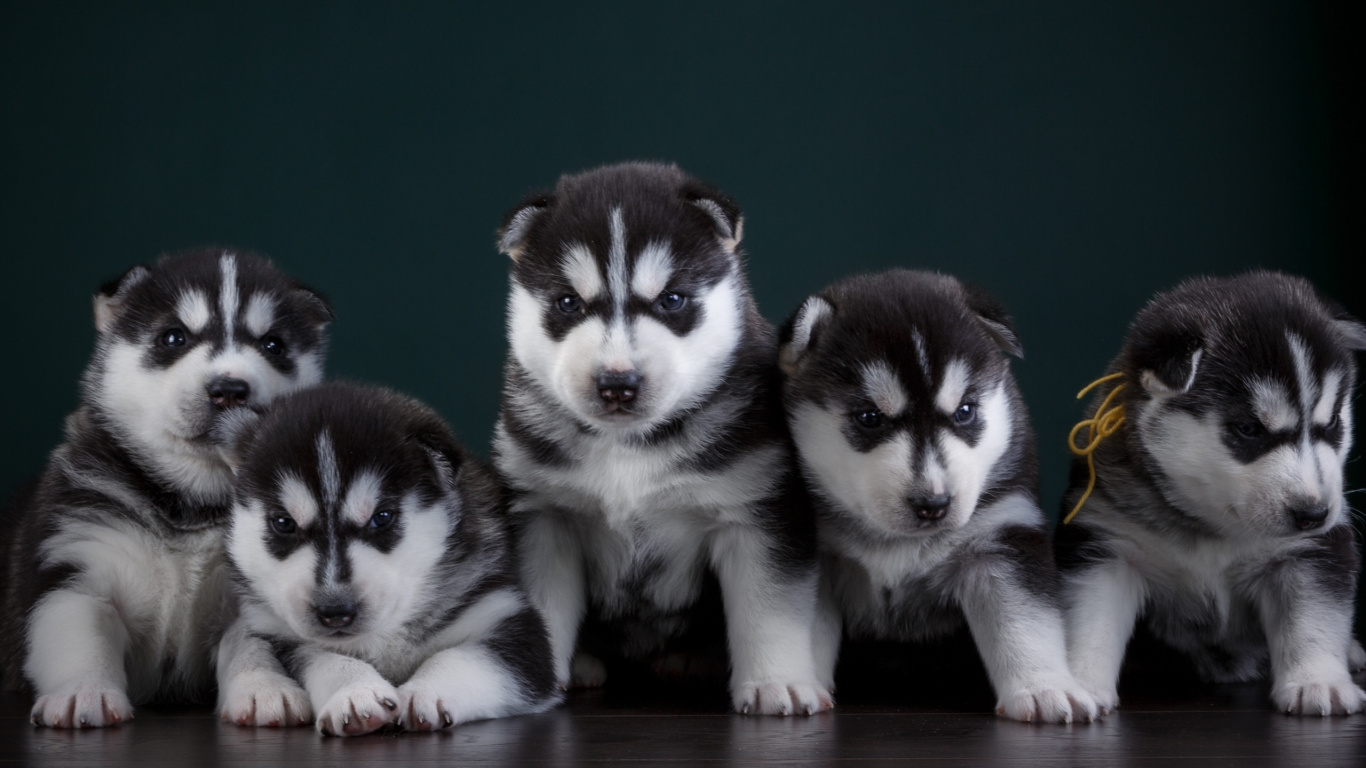 Обои Себирская Хаски, щенок, аляскинский маламут, пес, Сахалинская хаски в разрешении 1366x768