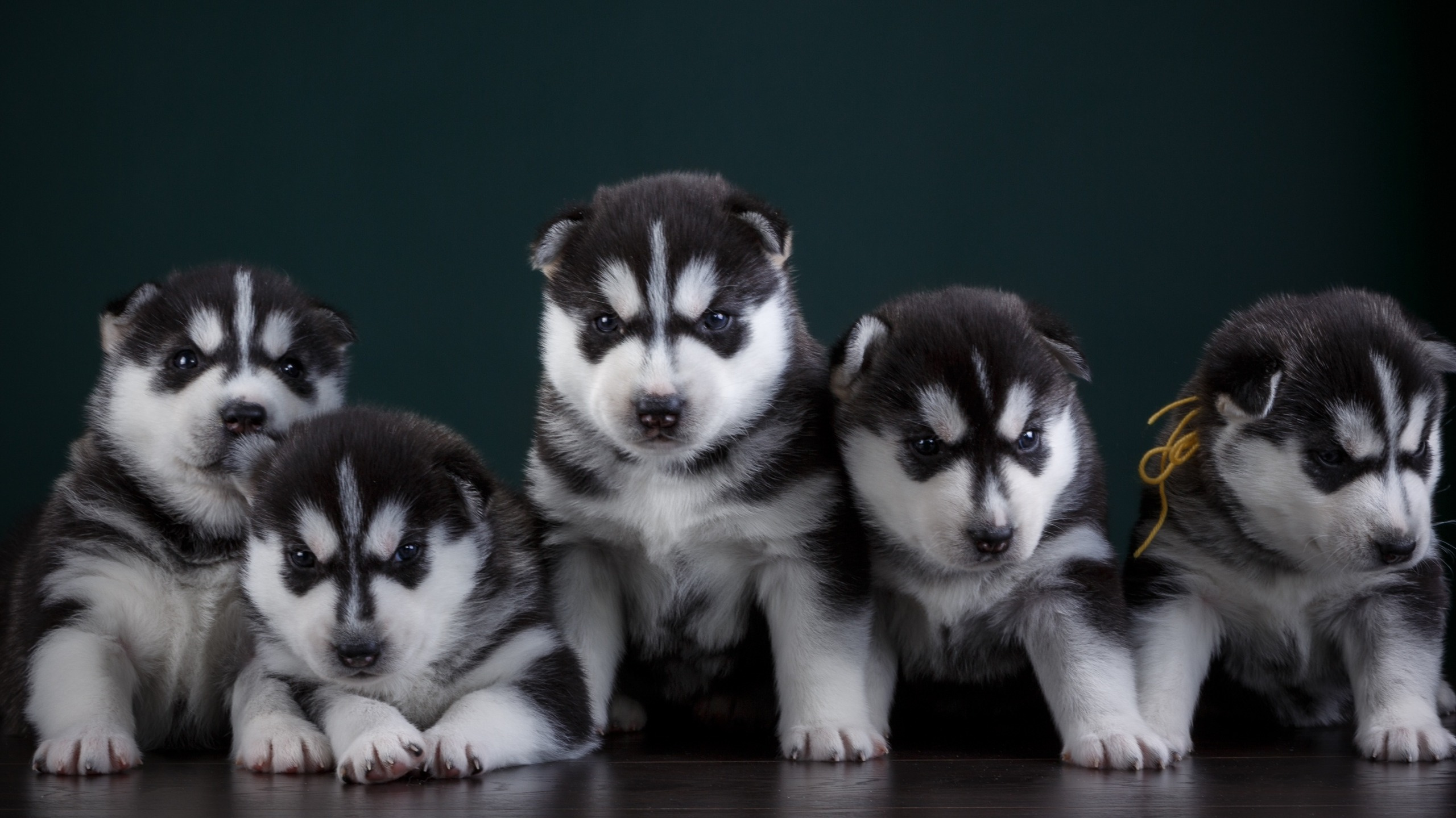 Обои Себирская Хаски, щенок, аляскинский маламут, пес, Сахалинская хаски в разрешении 2560x1440