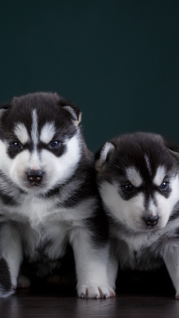 Обои Себирская Хаски, щенок, аляскинский маламут, пес, Сахалинская хаски в разрешении 720x1280