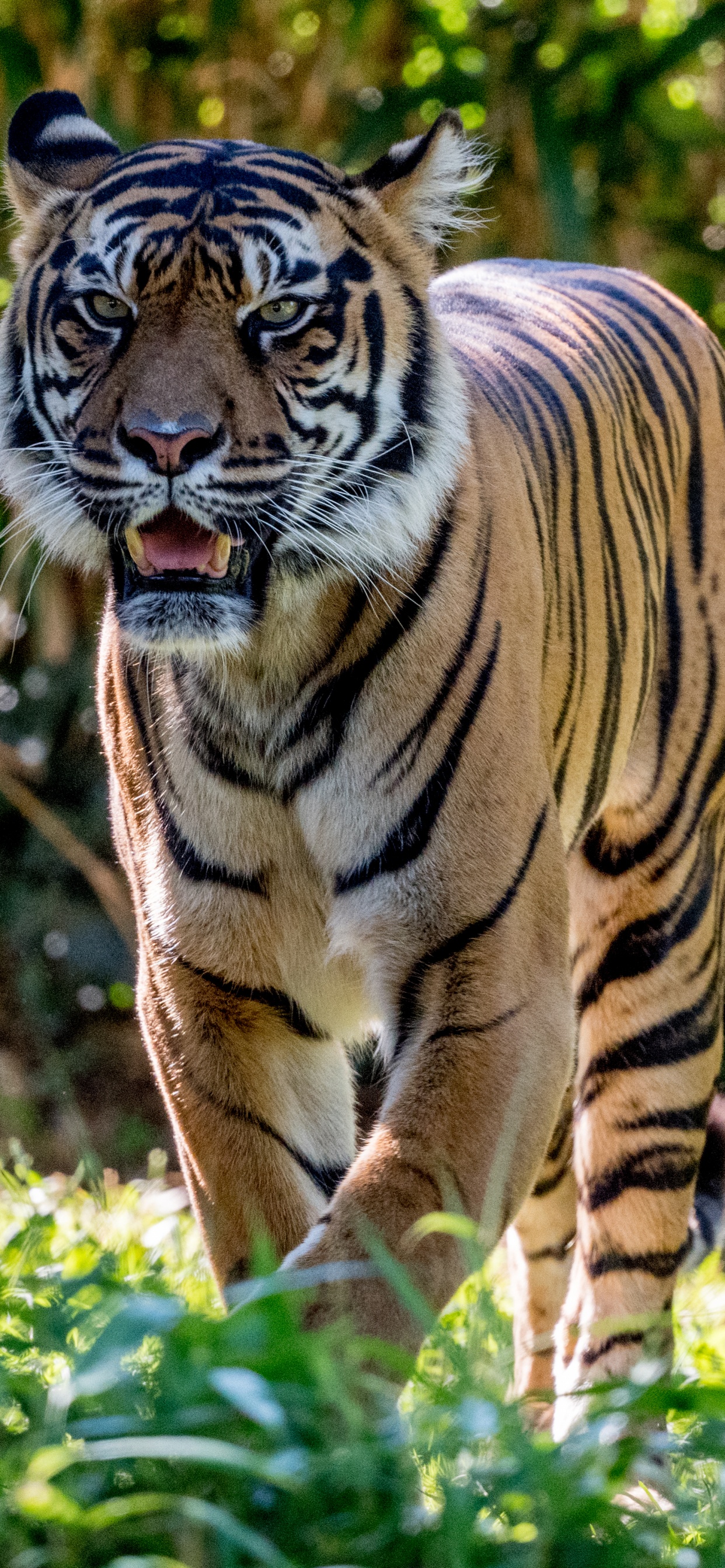 Обои живая природа, Лев, кот, бенгальский тигр, рев в разрешении 1242x2688