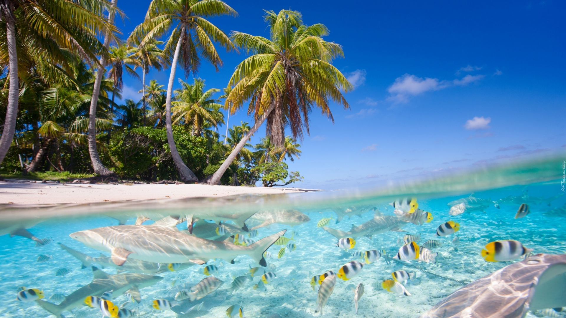 Обои пляж, море, тропическая зона, вода, Карибский бассейн в разрешении 1920x1080