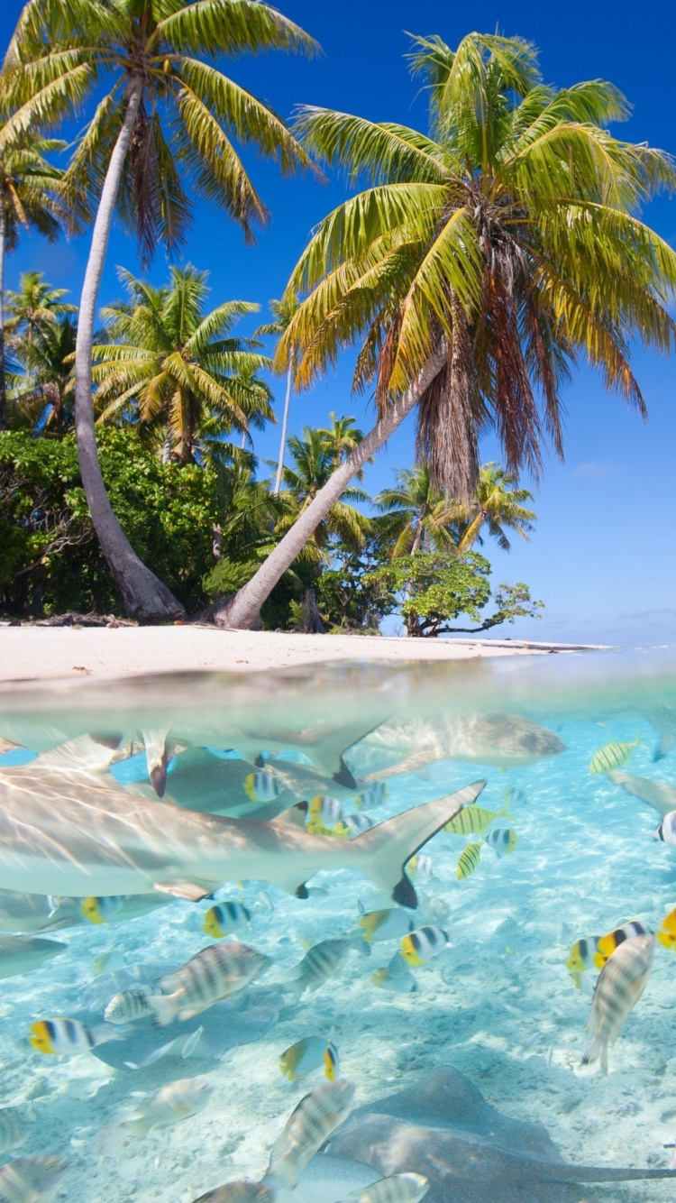 Обои пляж, море, тропическая зона, вода, Карибский бассейн в разрешении 750x1334