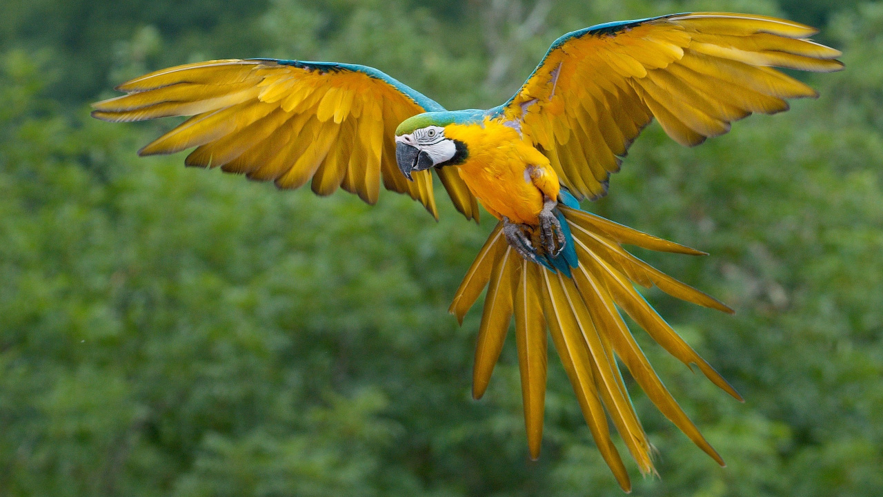 Обои тропических птиц, Ара, тропический лес, тропические леса, птица в разрешении 1280x720