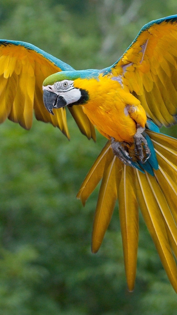 Обои тропических птиц, Ара, тропический лес, тропические леса, птица в разрешении 720x1280