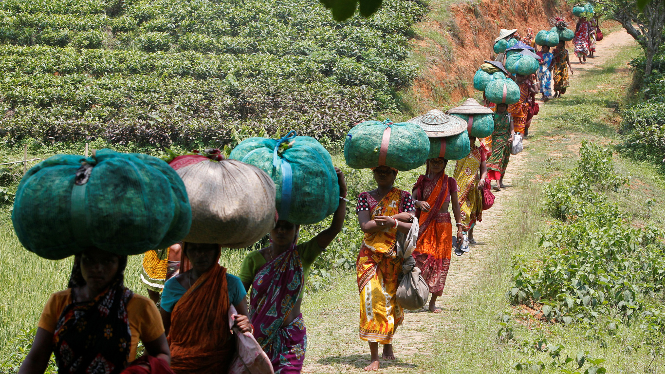 Обои сельский район, племя, растение, чайный сад, Дурга Бари Чайной Плантации в разрешении 1366x768
