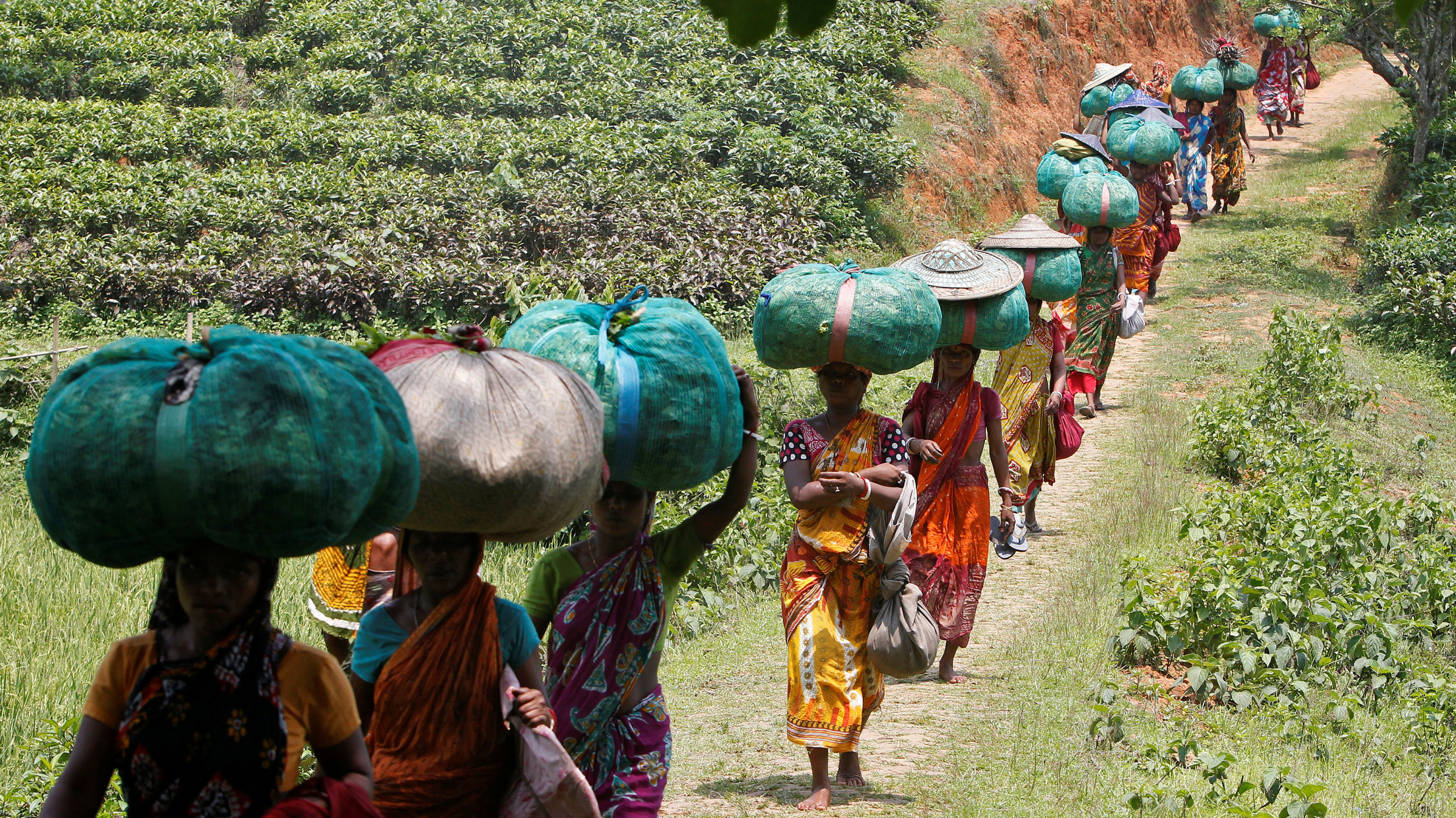 Обои сельский район, племя, растение, чайный сад, Дурга Бари Чайной Плантации в разрешении 2560x1440
