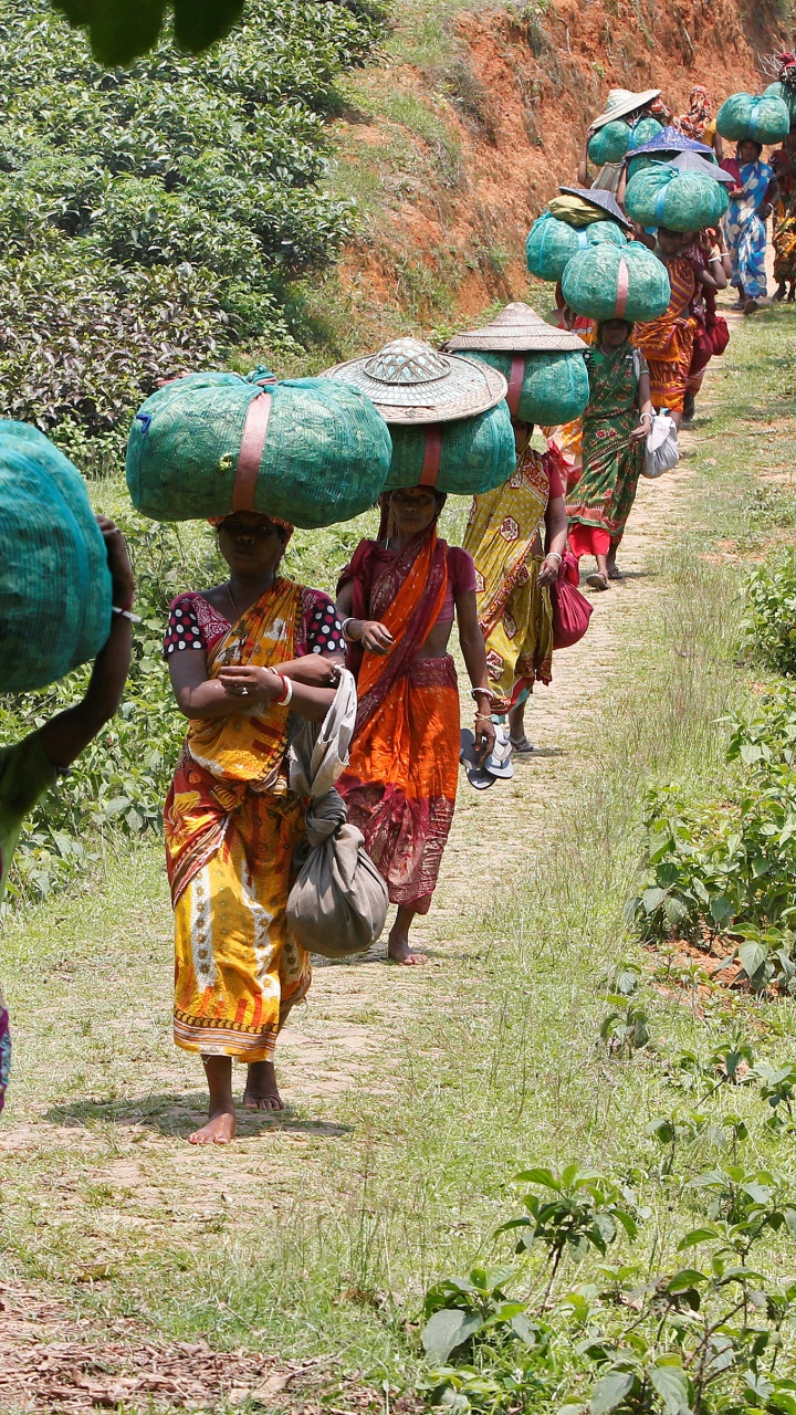 Обои сельский район, племя, растение, чайный сад, Дурга Бари Чайной Плантации в разрешении 720x1280