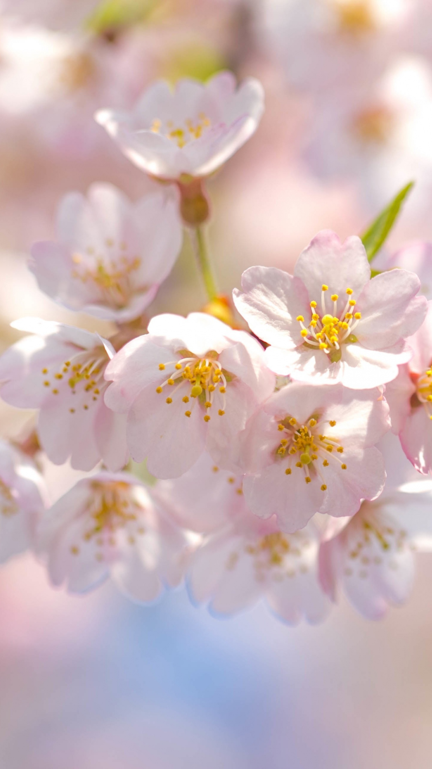 Обои цветение вишни, расцвет, цветок, вишня, розовый в разрешении 1440x2560