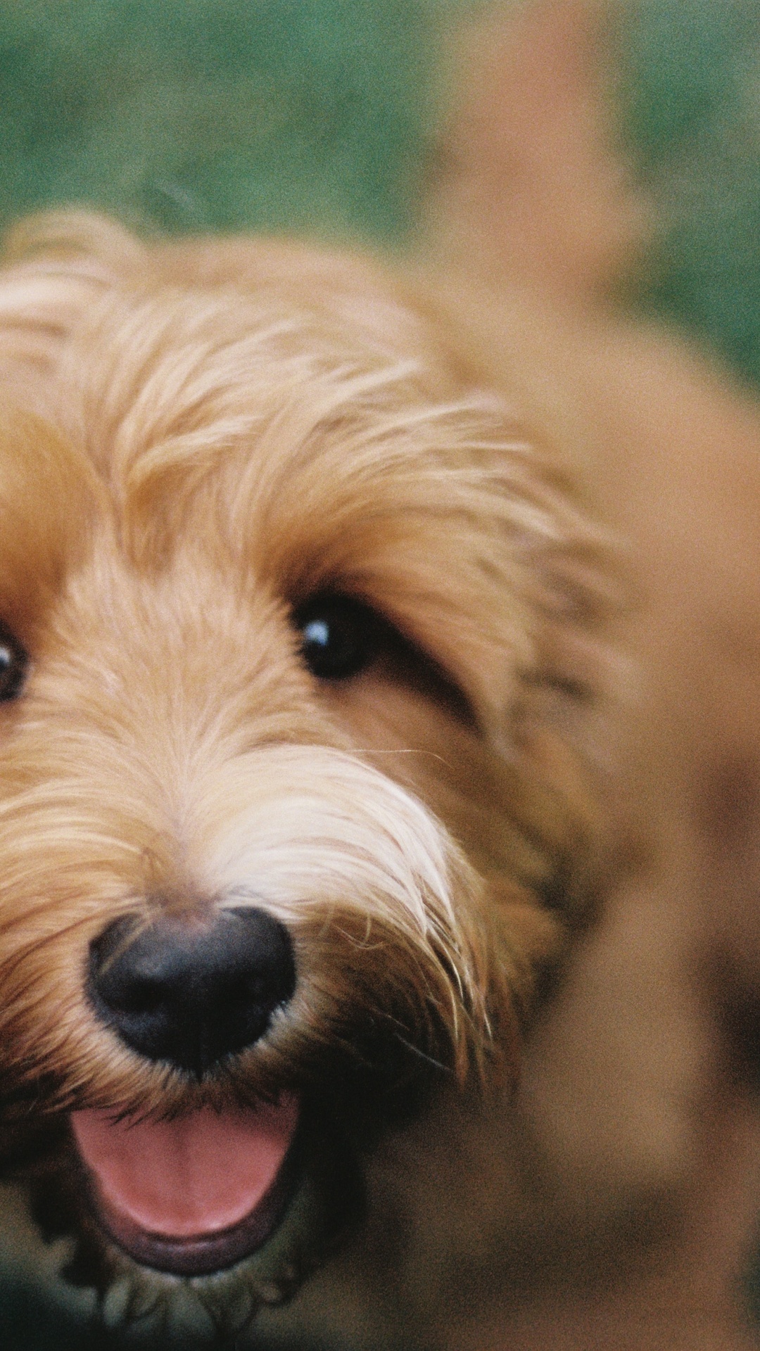 Обои Мягким покрытием пшеничный терьер, ирландский терьер, Псовые, пес, Спортивные Лукас Терьер в разрешении 1080x1920