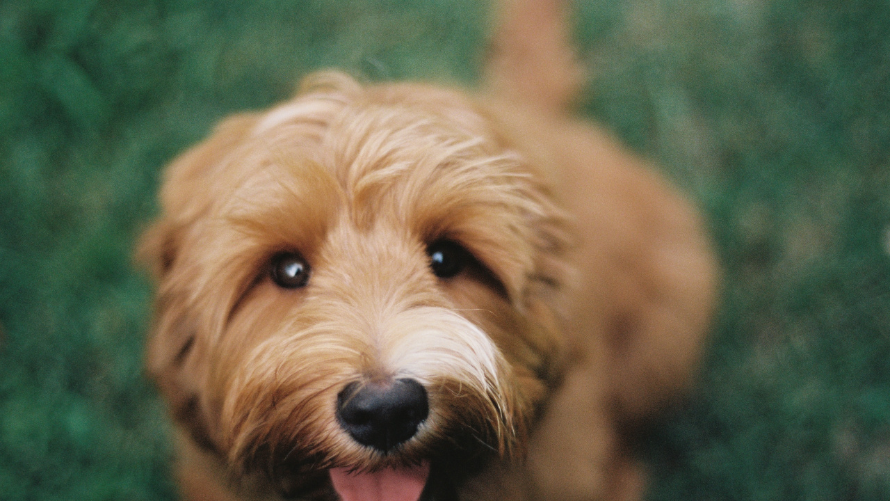 Обои Мягким покрытием пшеничный терьер, ирландский терьер, Псовые, пес, Спортивные Лукас Терьер в разрешении 1280x720