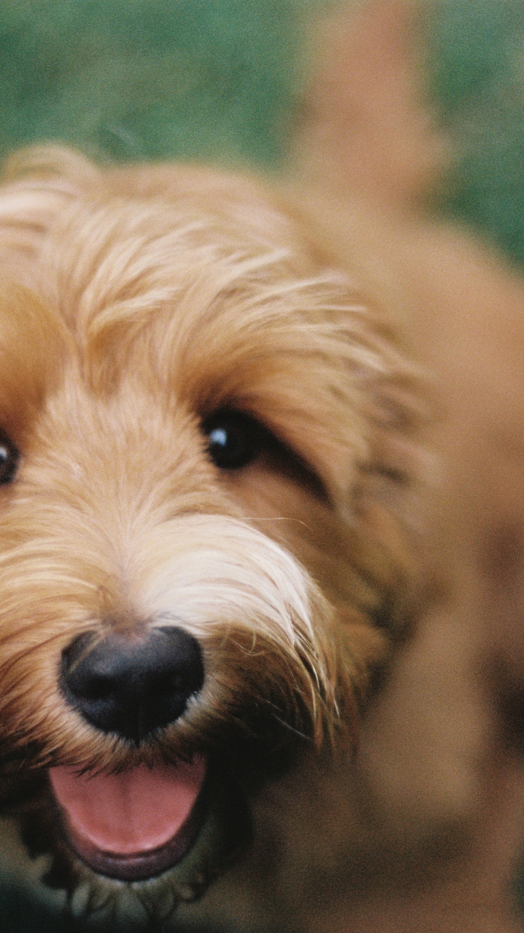 Обои Мягким покрытием пшеничный терьер, ирландский терьер, Псовые, пес, Спортивные Лукас Терьер в разрешении 750x1334