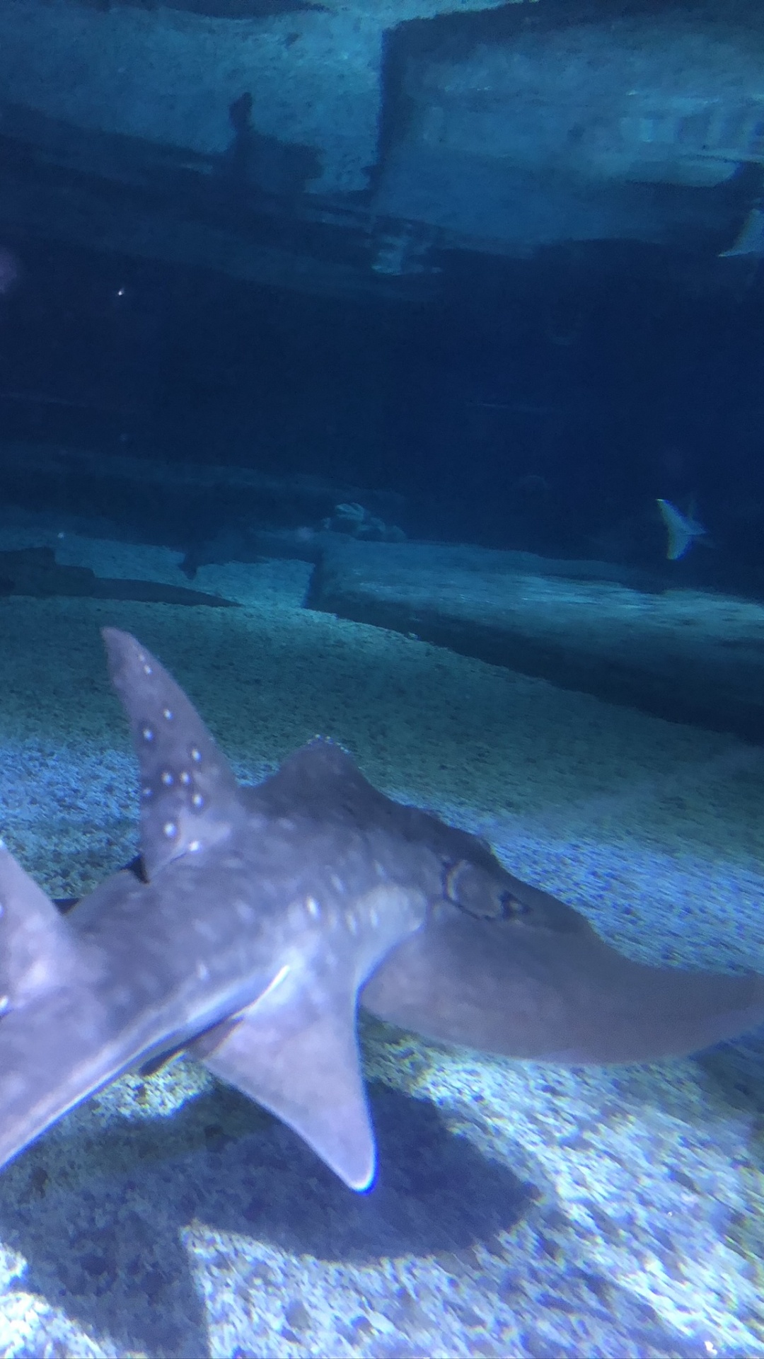 Обои вода, водоем, природа, подземные воды, морская звезда в разрешении 1080x1920