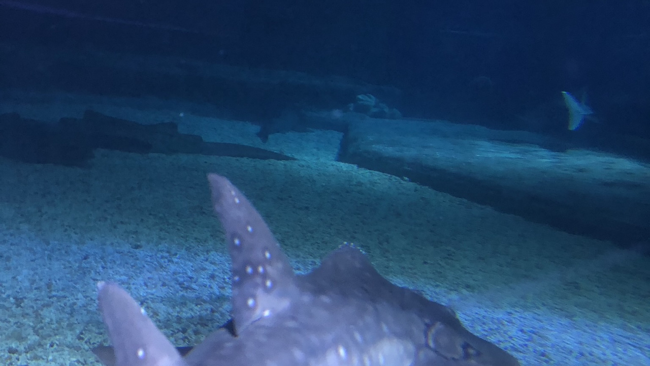 Обои вода, водоем, природа, подземные воды, морская звезда в разрешении 1280x720