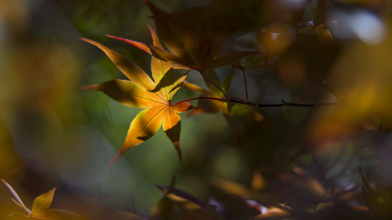 Обои лист, желтый, цветок, растение, осень в разрешении 1366x768