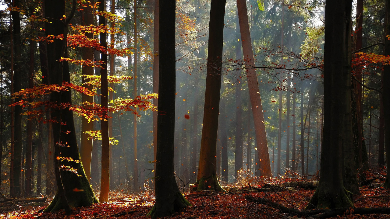 Обои дерево, лес, лесистая местность, природа, экосистема в разрешении 1280x720