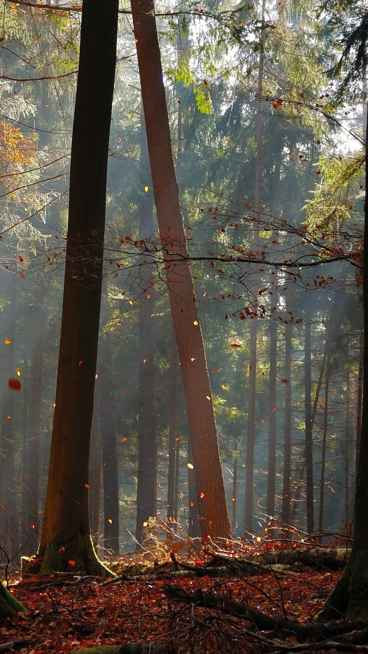 Обои дерево, лес, лесистая местность, природа, экосистема в разрешении 720x1280