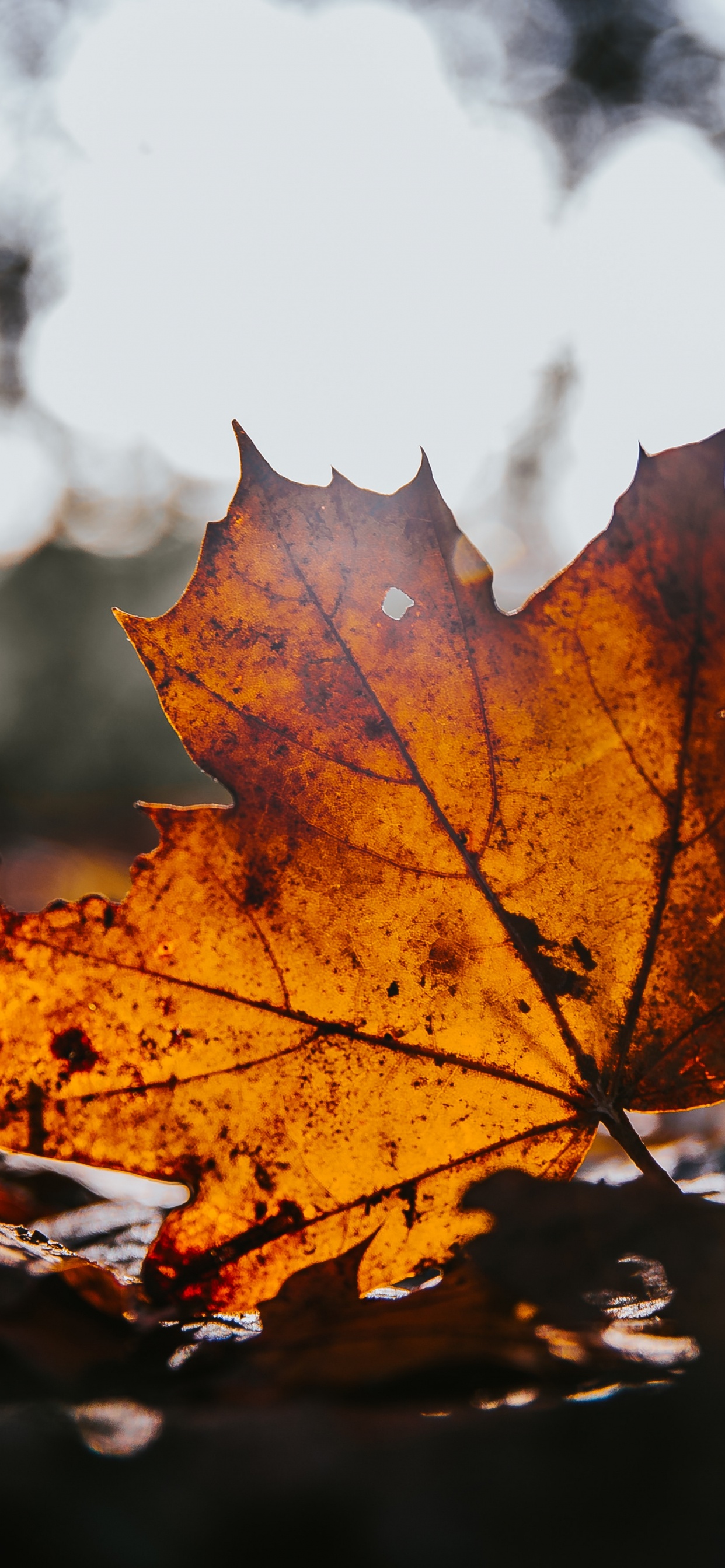 Обои клен, лист, дерево, кленовый лист, природа в разрешении 1242x2688