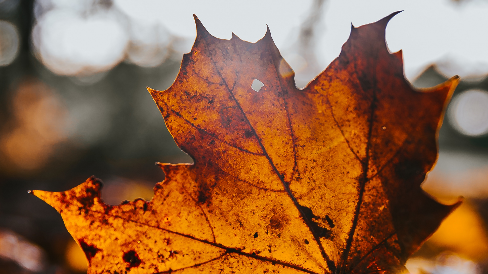 Обои клен, лист, дерево, кленовый лист, природа в разрешении 1920x1080