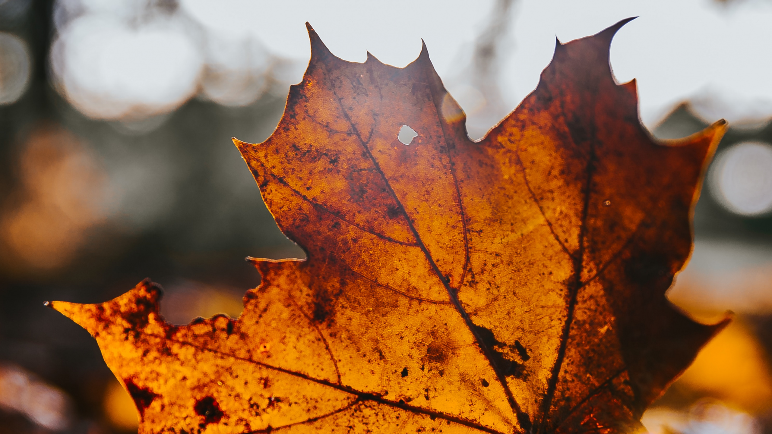 Обои клен, лист, дерево, кленовый лист, природа в разрешении 2560x1440