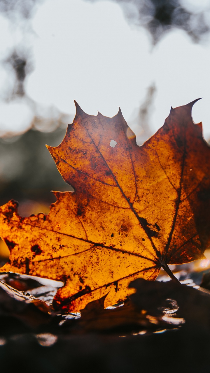 Обои клен, лист, дерево, кленовый лист, природа в разрешении 720x1280