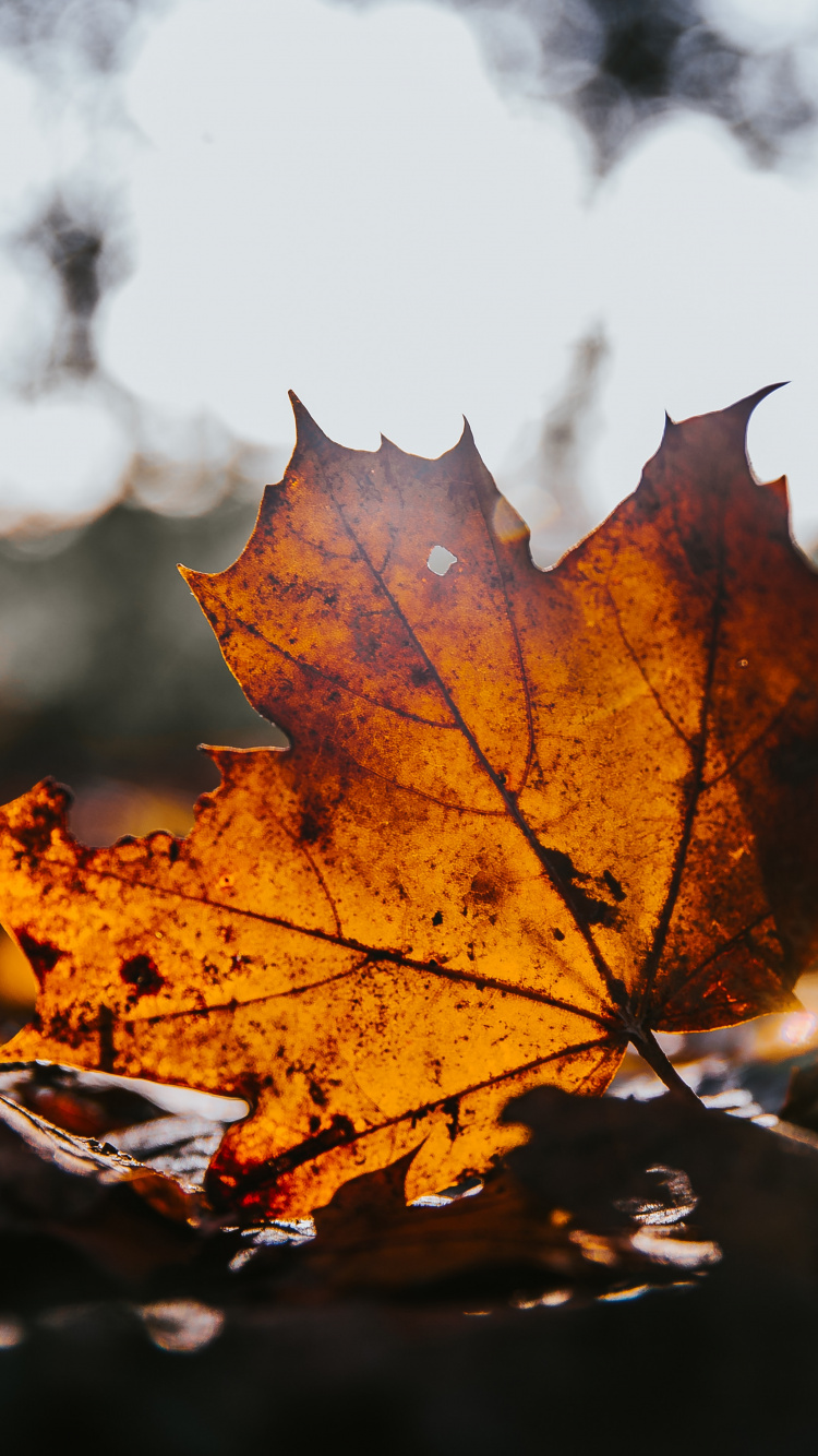 Обои клен, лист, дерево, кленовый лист, природа в разрешении 750x1334