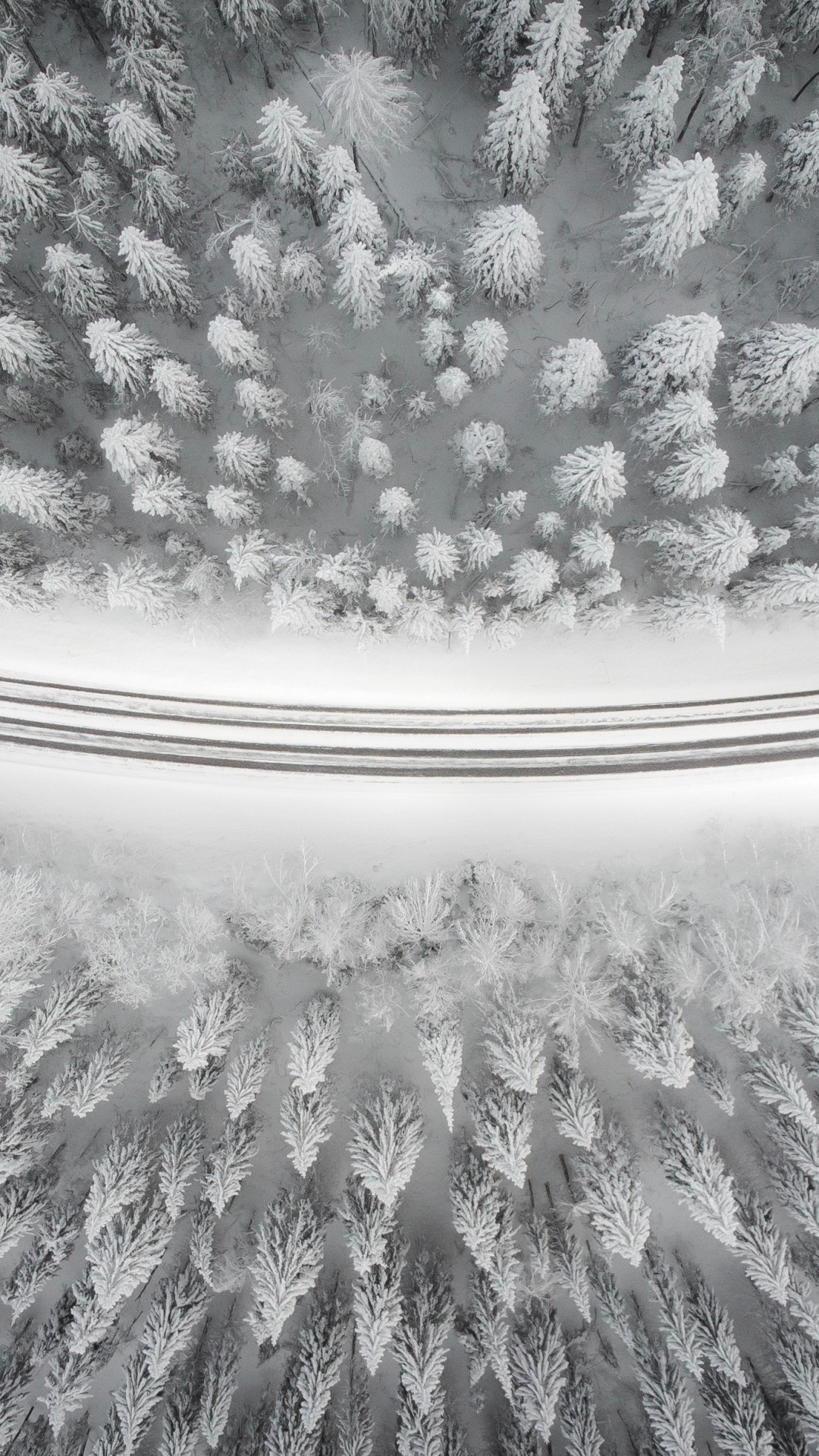 Обои растение, 2880 х 1800, шрифт без засечек, узор, дерево в разрешении 1080x1920