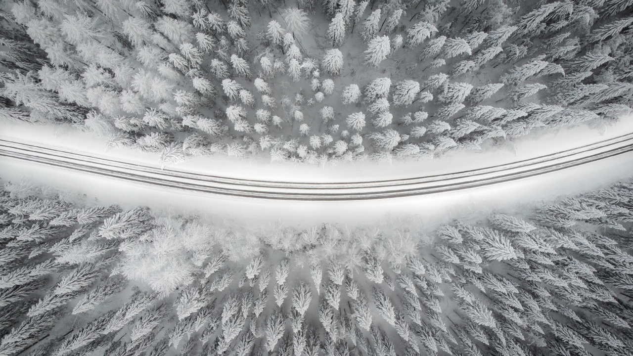 Обои растение, 2880 х 1800, шрифт без засечек, узор, дерево в разрешении 1280x720