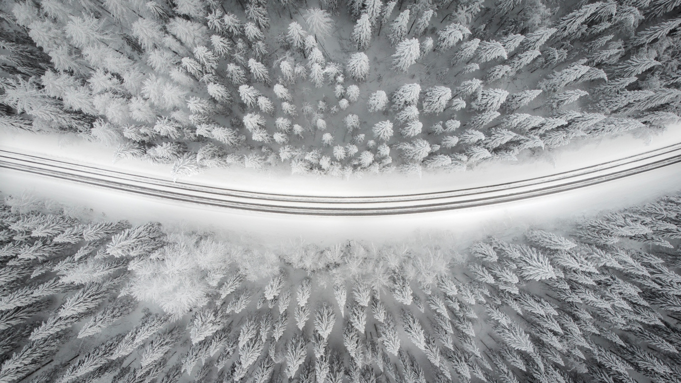 Обои растение, 2880 х 1800, шрифт без засечек, узор, дерево в разрешении 1366x768