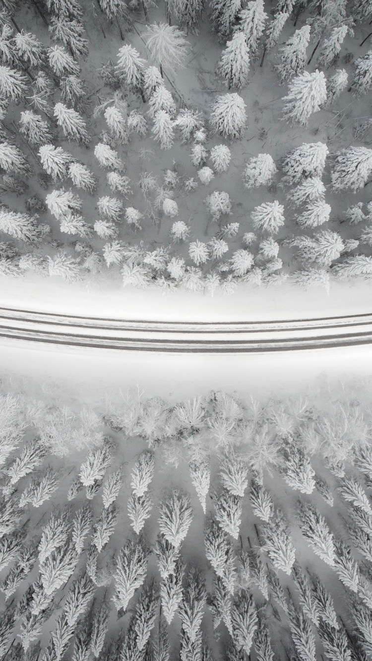 Обои растение, 2880 х 1800, шрифт без засечек, узор, дерево в разрешении 750x1334