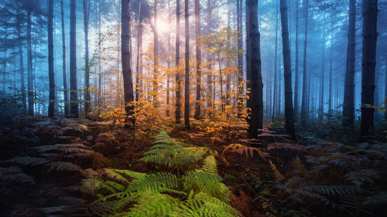 Обои природа, дерево, лес, лесистая местность, дикая местность в разрешении 1280x720