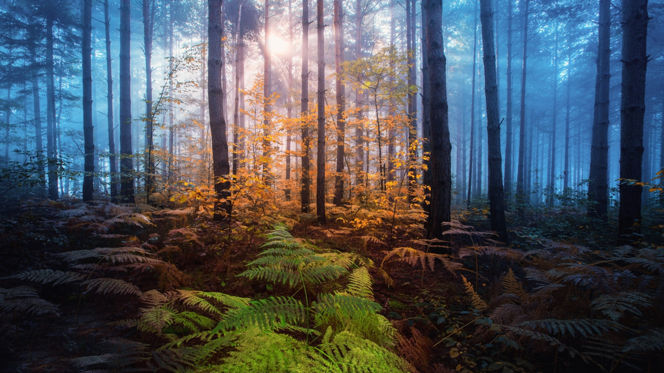 Обои природа, дерево, лес, лесистая местность, дикая местность в разрешении 1366x768