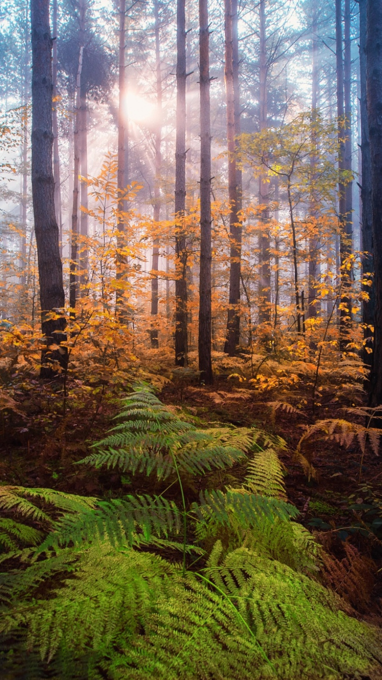 Обои природа, дерево, лес, лесистая местность, дикая местность в разрешении 750x1334