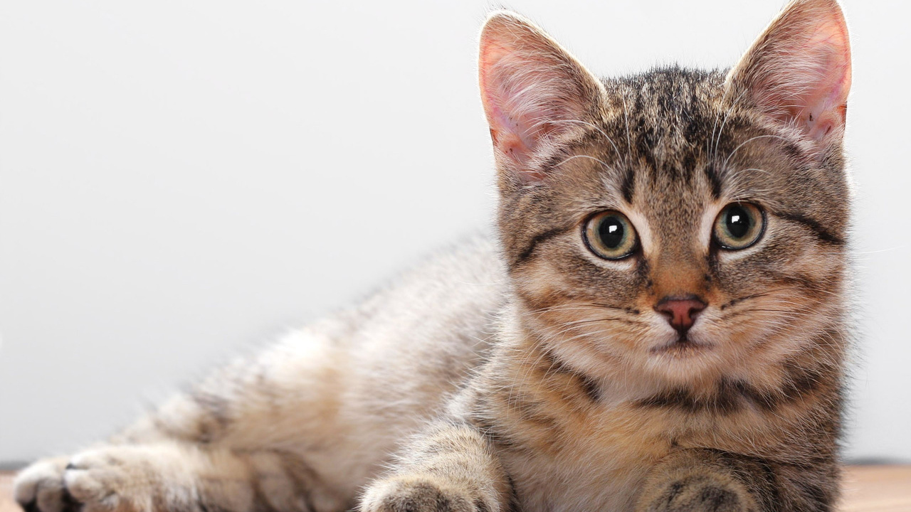 Обои пес, котенок, кот, бакенбарды, кошачьих в разрешении 1280x720