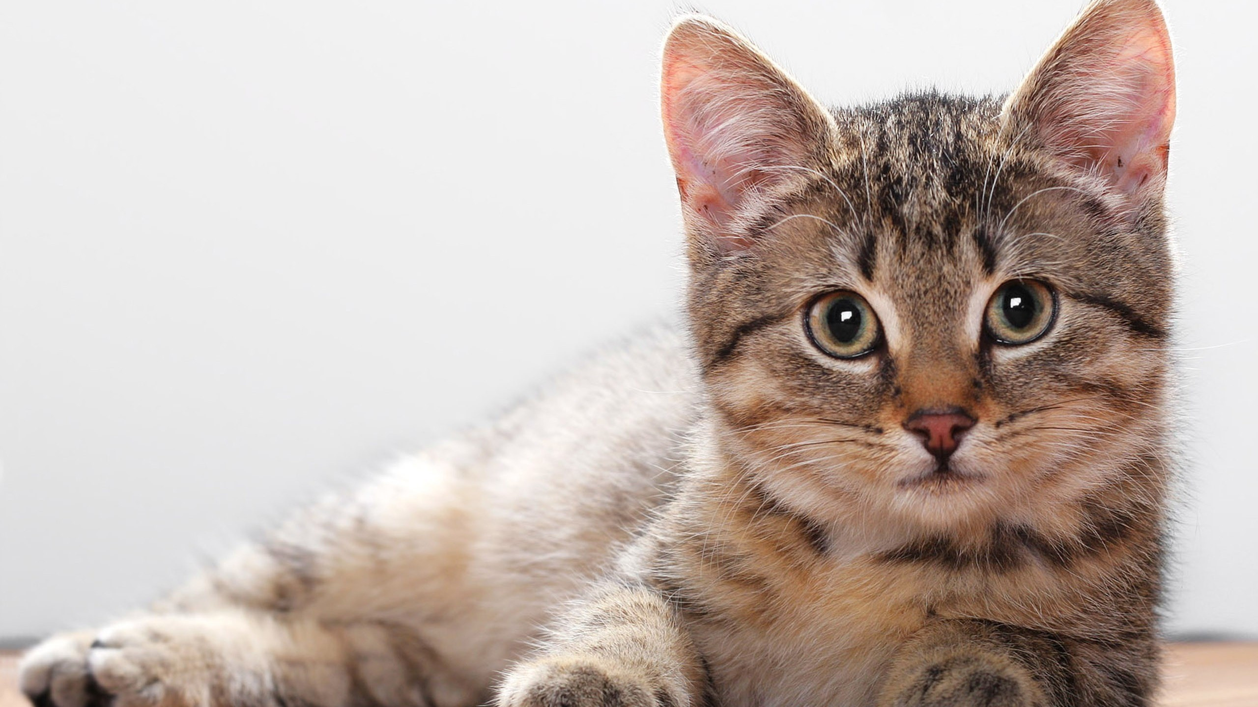 Обои пес, котенок, кот, бакенбарды, кошачьих в разрешении 2560x1440