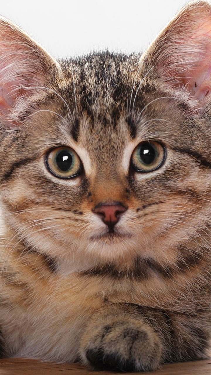 Обои пес, котенок, кот, бакенбарды, кошачьих в разрешении 720x1280