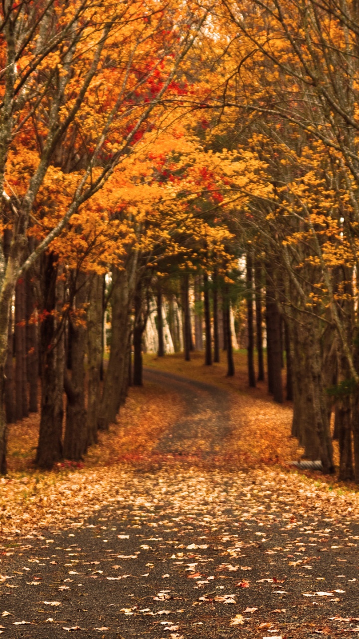 Обои осень, дерево, природа, лист, листопадные в разрешении 720x1280