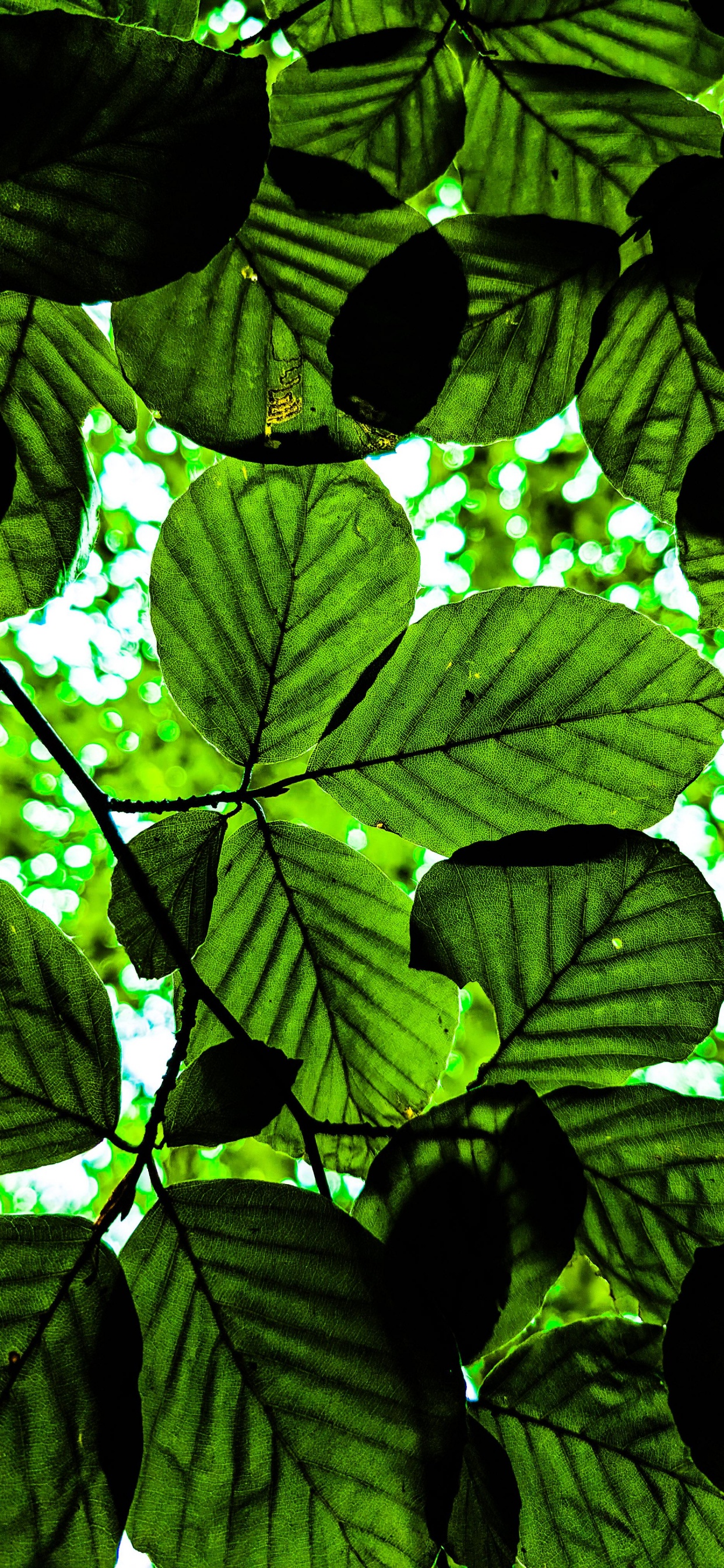 Обои дерево, растение, окружающая среда, наземное растение, растительность в разрешении 1242x2688