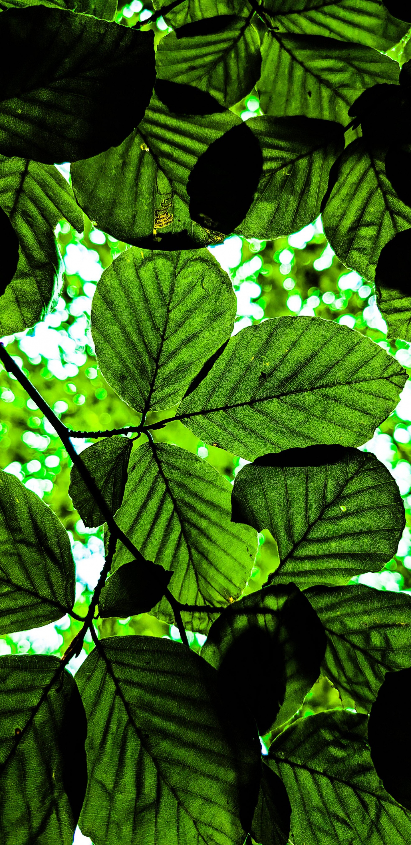 Обои дерево, растение, окружающая среда, наземное растение, растительность в разрешении 1440x2960