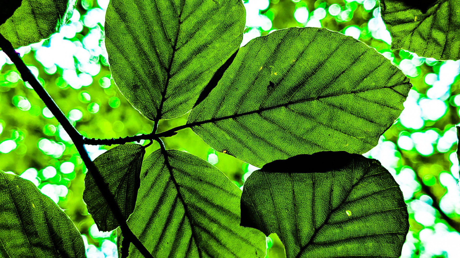 Обои дерево, растение, окружающая среда, наземное растение, растительность в разрешении 1920x1080