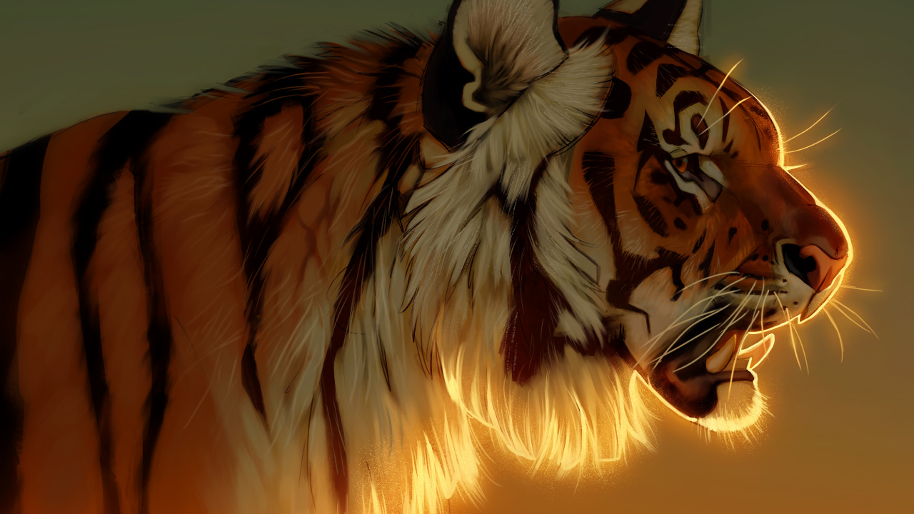 Обои тигр, бенгальский тигр, живая природа, кошачьих, Амурский тигр в разрешении 1280x720