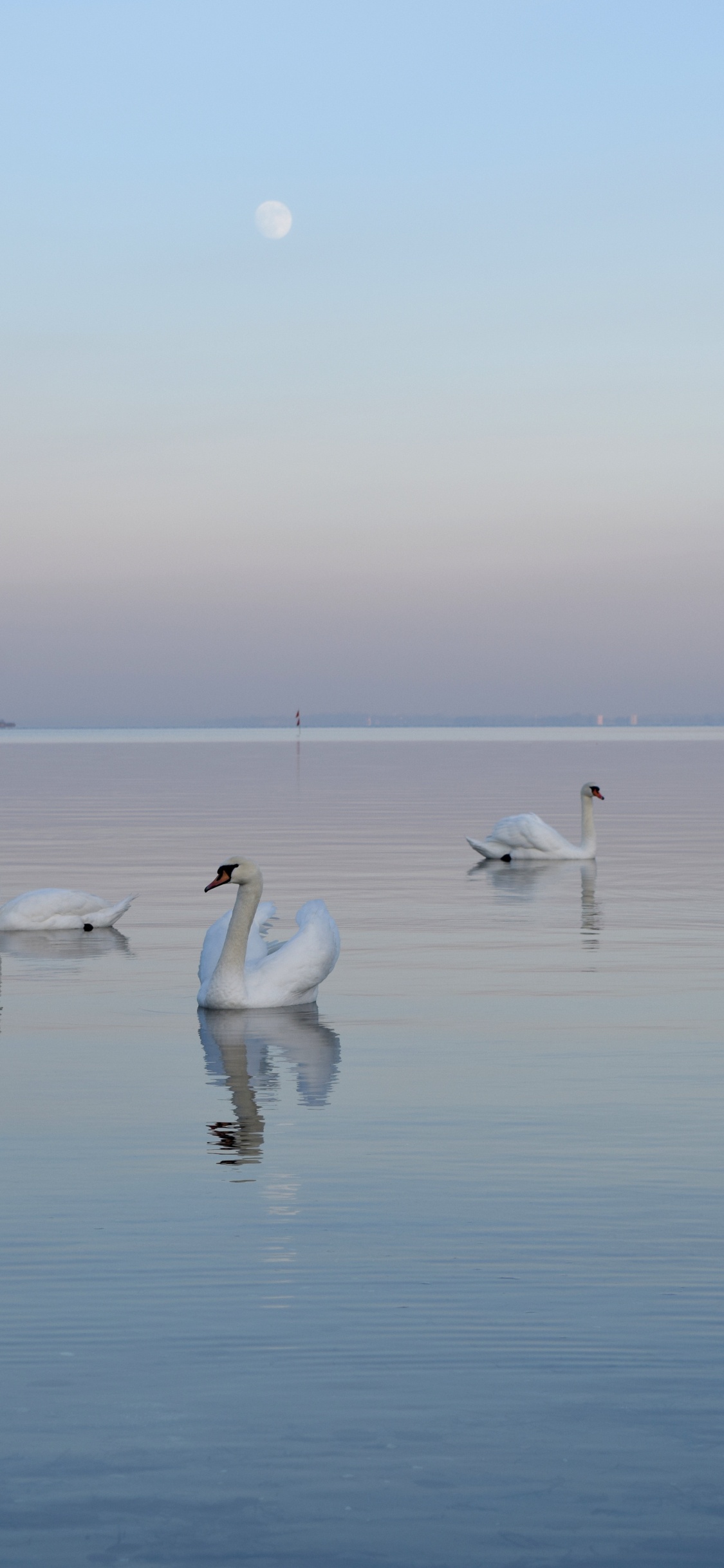 Обои водоплавающие птицы, вода, отражение, птица, Лебедь в разрешении 1125x2436