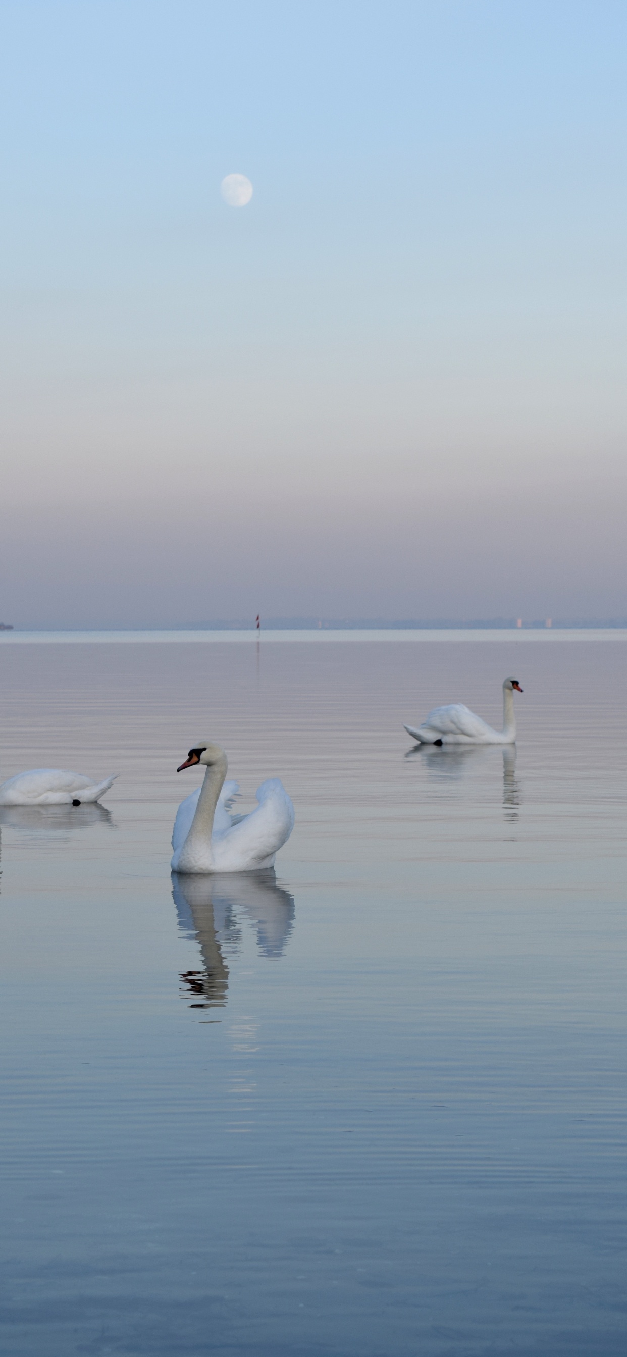 Обои водоплавающие птицы, вода, отражение, птица, Лебедь в разрешении 1242x2688