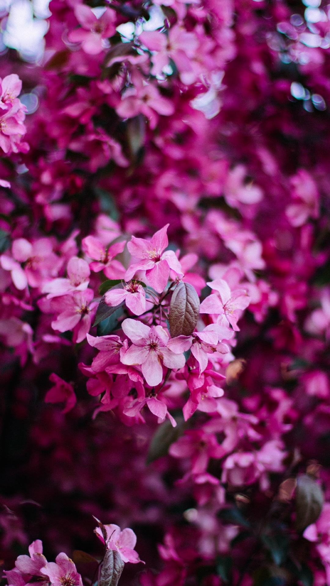 Обои смартфон, цветок, розовый, сирень, растение в разрешении 1080x1920