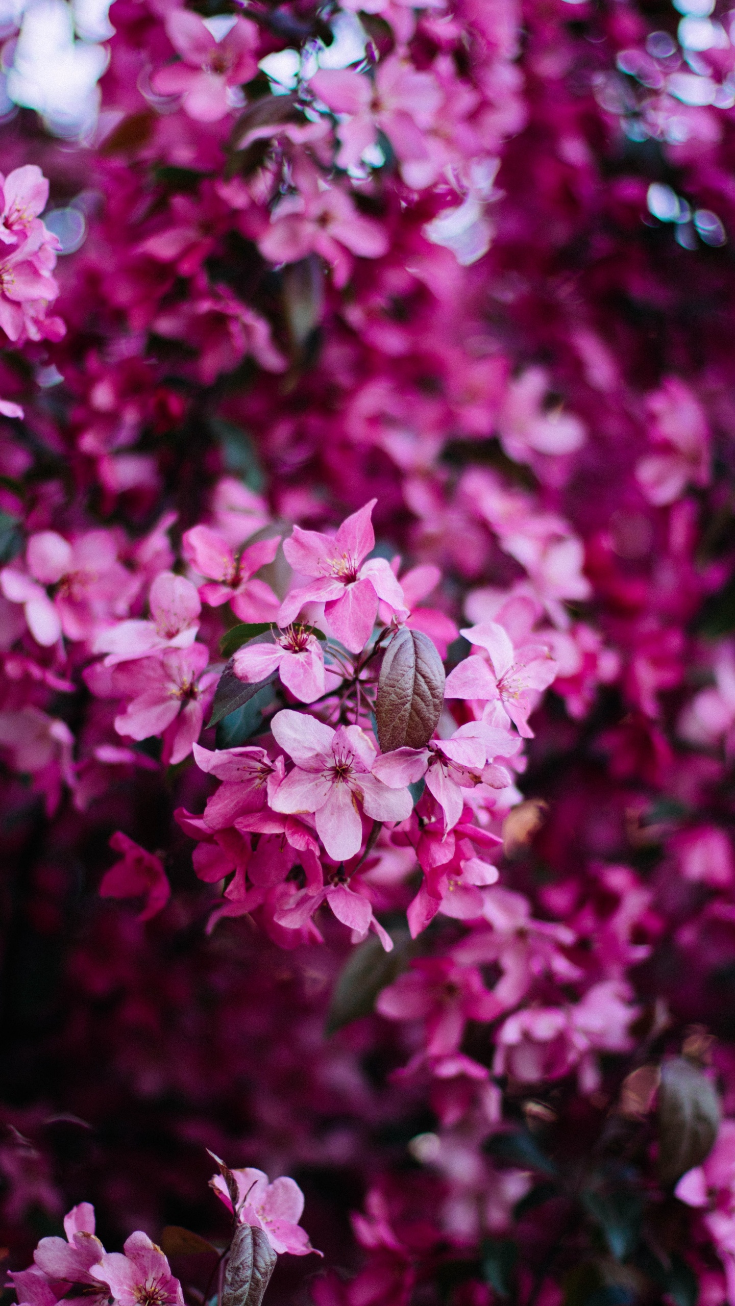 Обои смартфон, цветок, розовый, сирень, растение в разрешении 1440x2560