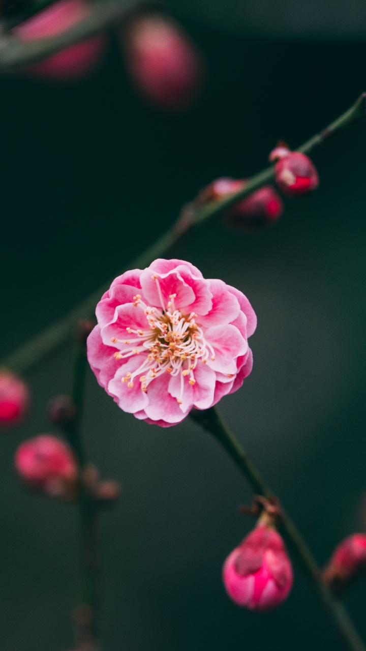 Обои расцвет, цветение вишни, прут, ботаники, лепесток в разрешении 720x1280