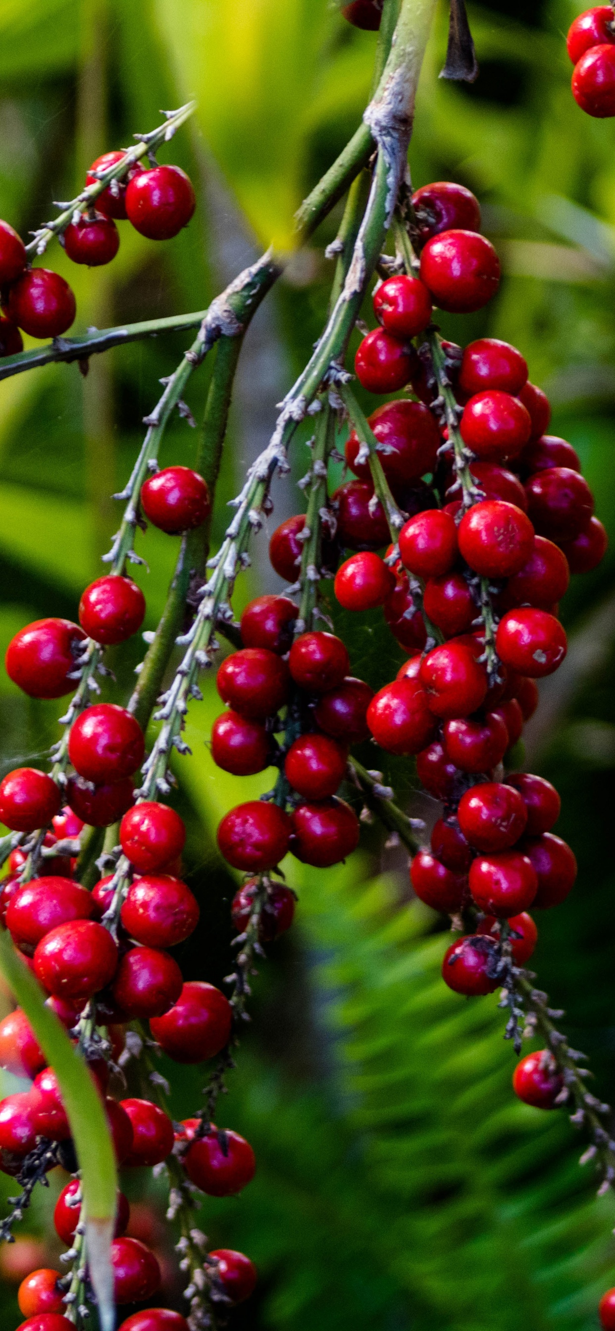 Обои ягоды, цветковое растение, растение, цветок, красный цвет в разрешении 1242x2688