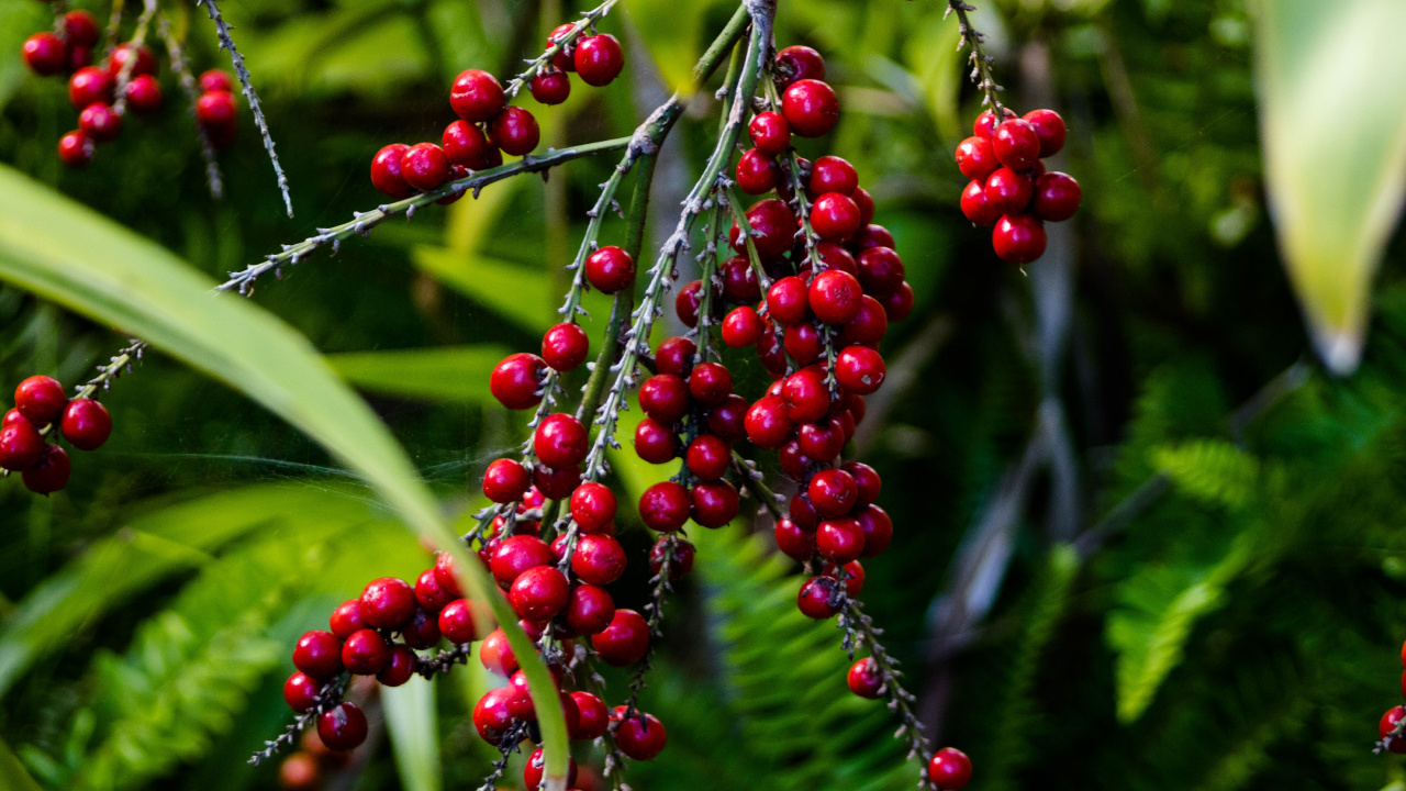 Обои ягоды, цветковое растение, растение, цветок, красный цвет в разрешении 1280x720