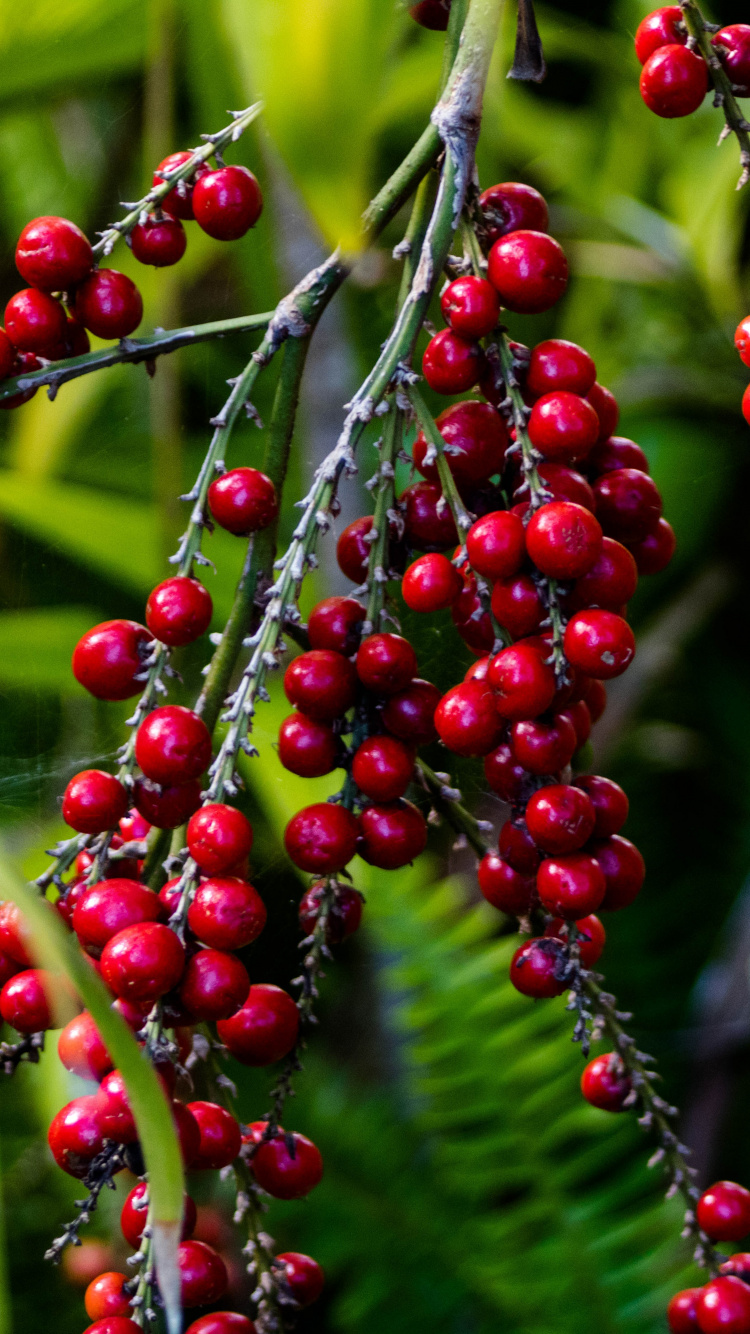 Обои ягоды, цветковое растение, растение, цветок, красный цвет в разрешении 750x1334